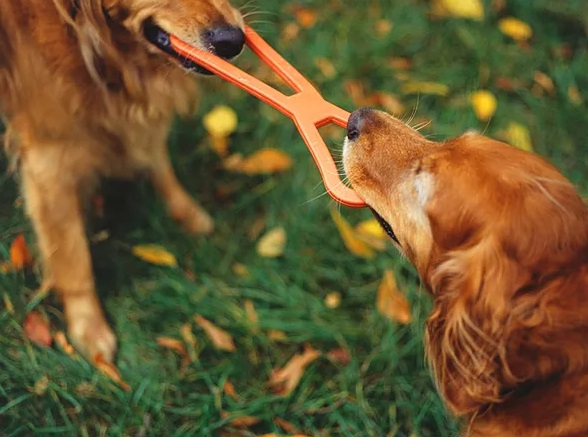 Company Logo For Dog Training Made Easy'