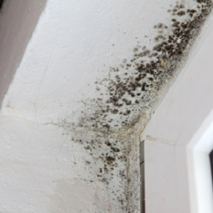 Mold Remediation'