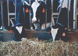 Automated Dairy Systems Market'