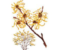 Image'