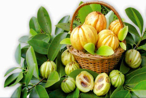Garcinia Cambogia Fruit'