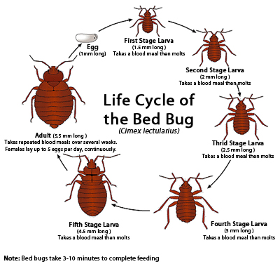 Company Logo For EZ Bed Bug Exterminator Las Vegas'