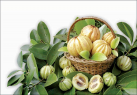Garcinia Cambogia Extract'