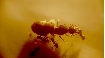 London Image Festival'