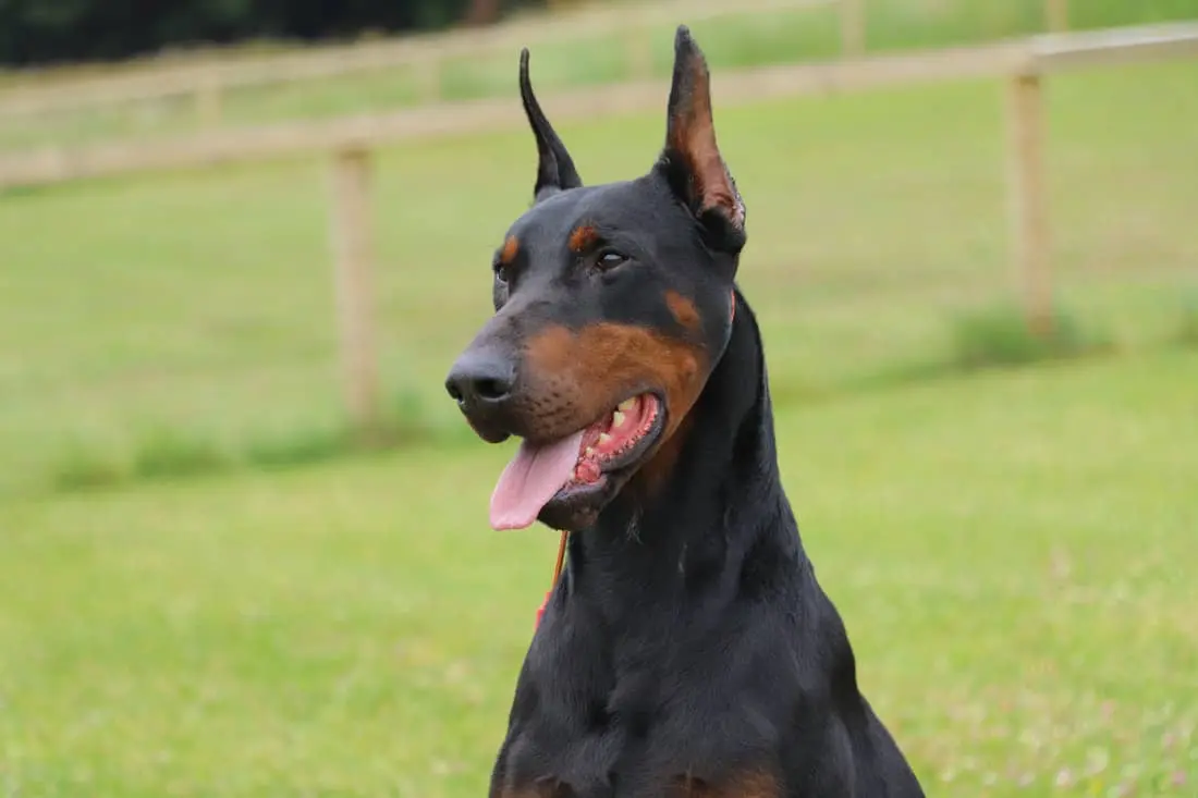 Company Logo For K9 Security Engnland'