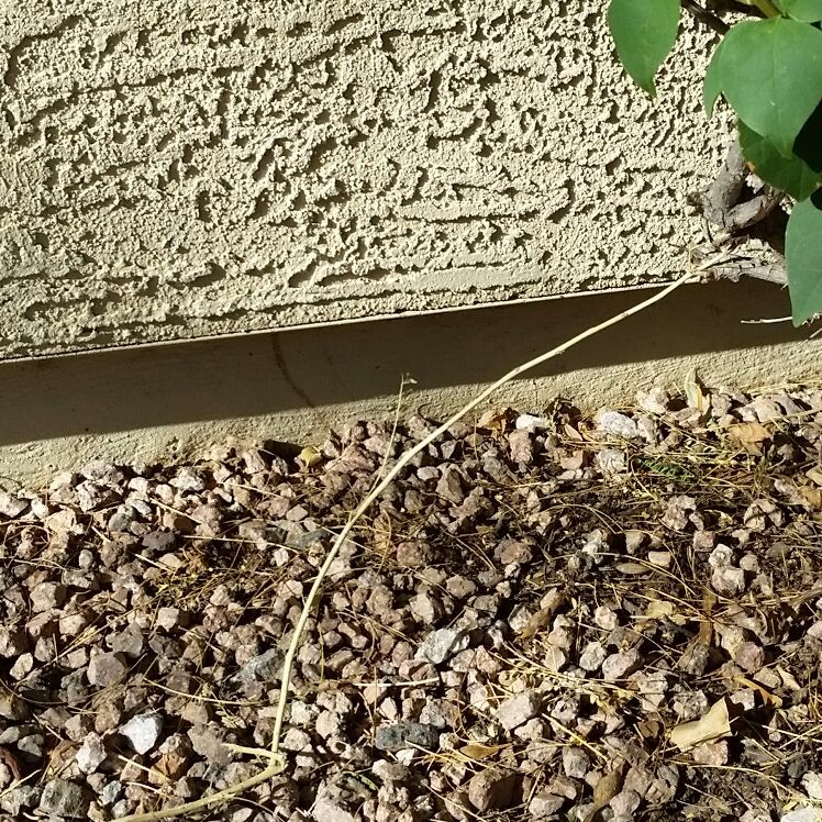 Company Logo For A&E Pest And Weed Control'