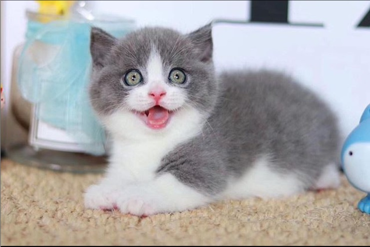 Munchkins Cattery Logo