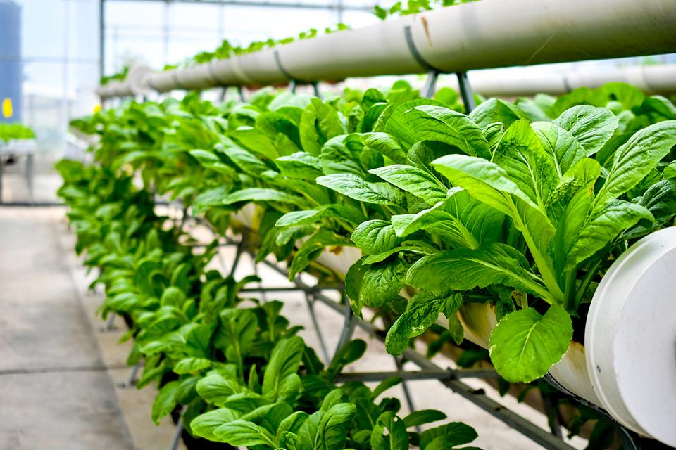 Vertical Farming Market'