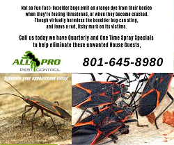 All PRO Pest Control'