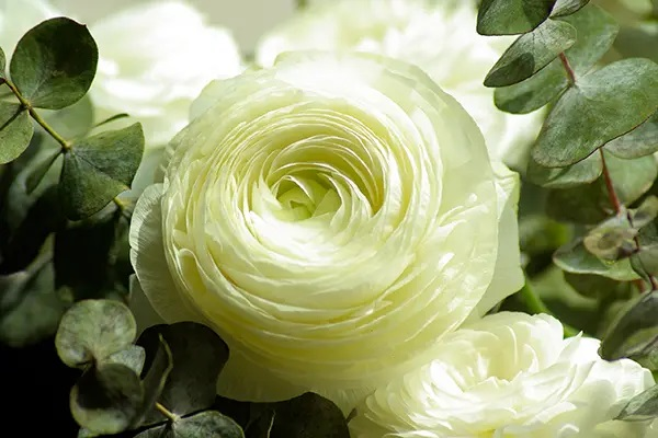 Flower Shop'