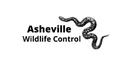 Company Logo For Asheville Wildlife Control'