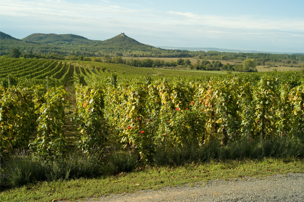 Historical Hungarian Wine Region Badacsony Opens to the Publ'