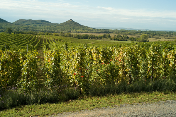 Historical Hungarian Wine Region Badacsony Opens to the Publ