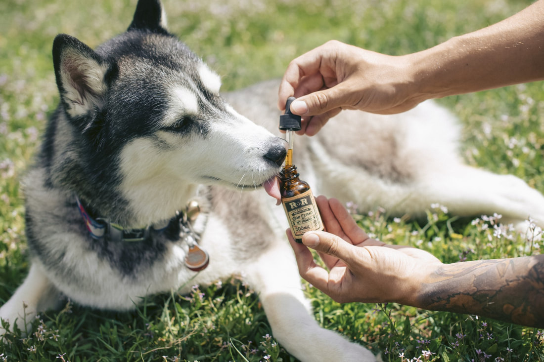 Dog Groomer Boise'