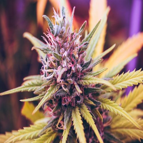 THC CBD Products'