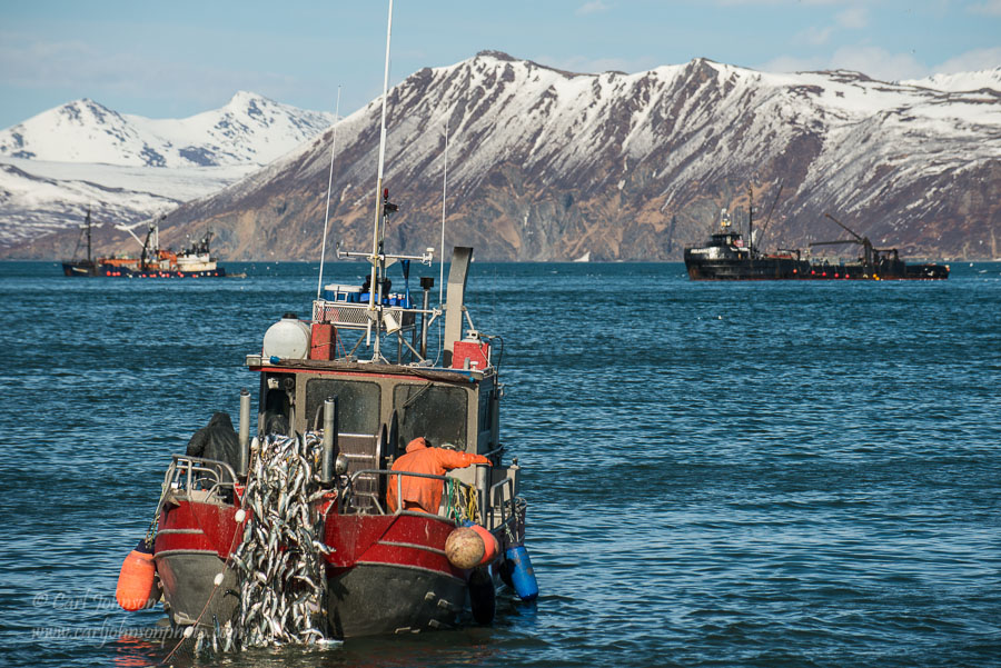 Bristol Bay: Where Water is Gold'