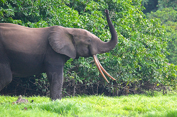 Stop the Slaughter of the Elephants'
