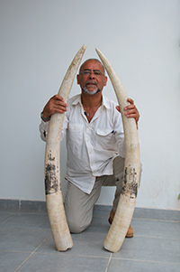 Stop the Slaughter of the Elephants'