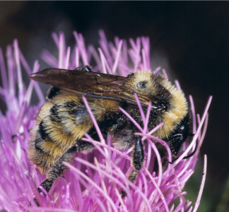 Bumbleboosters'