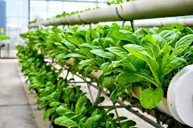 Vertical Farming Market'