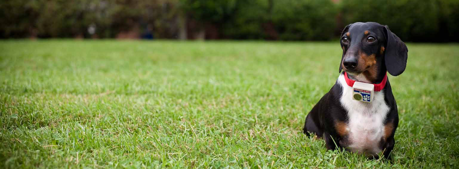 dog fence