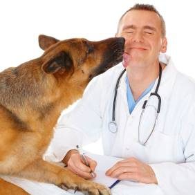Dog Dental Clinics'