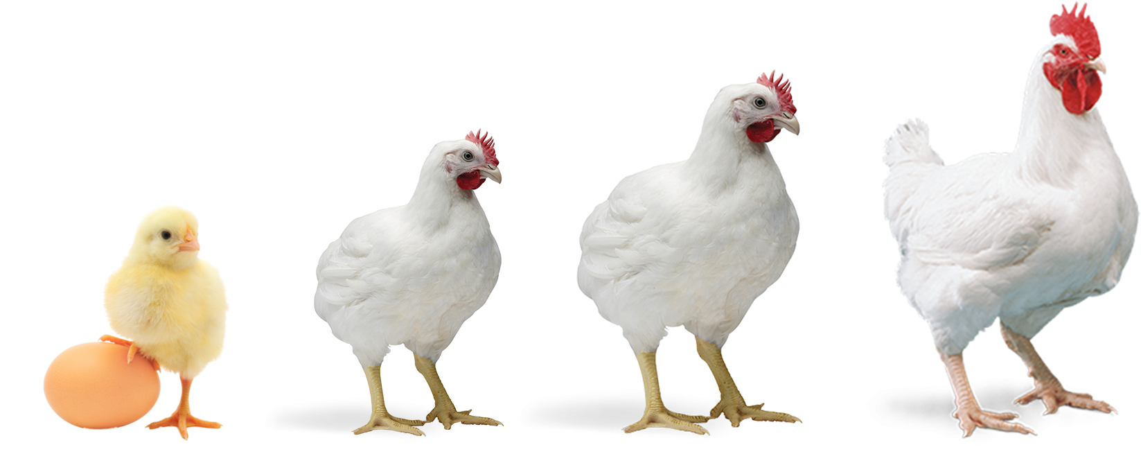 Good Poultry Farm