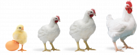 Good Poultry Farm Logo