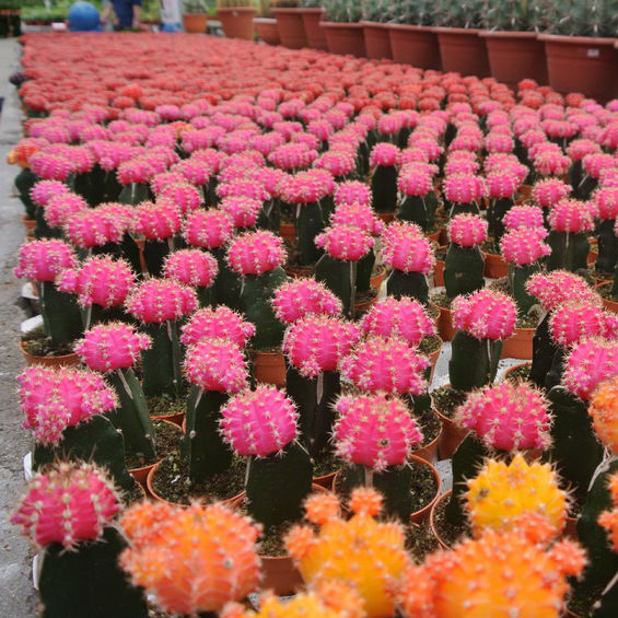 Flowers'