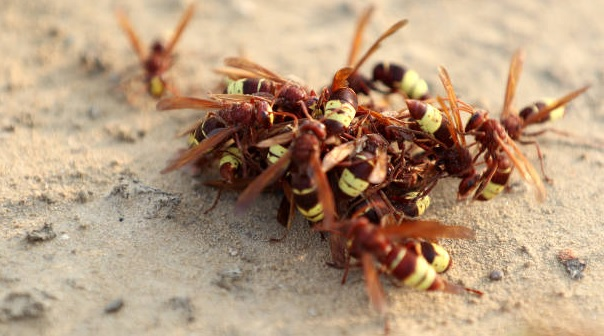 Company Photo For Thomas Wildlife Control'