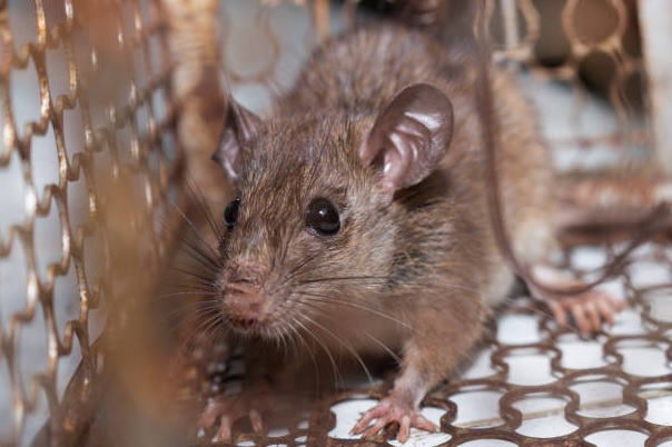 Company Photo For Thomas Wildlife Control'