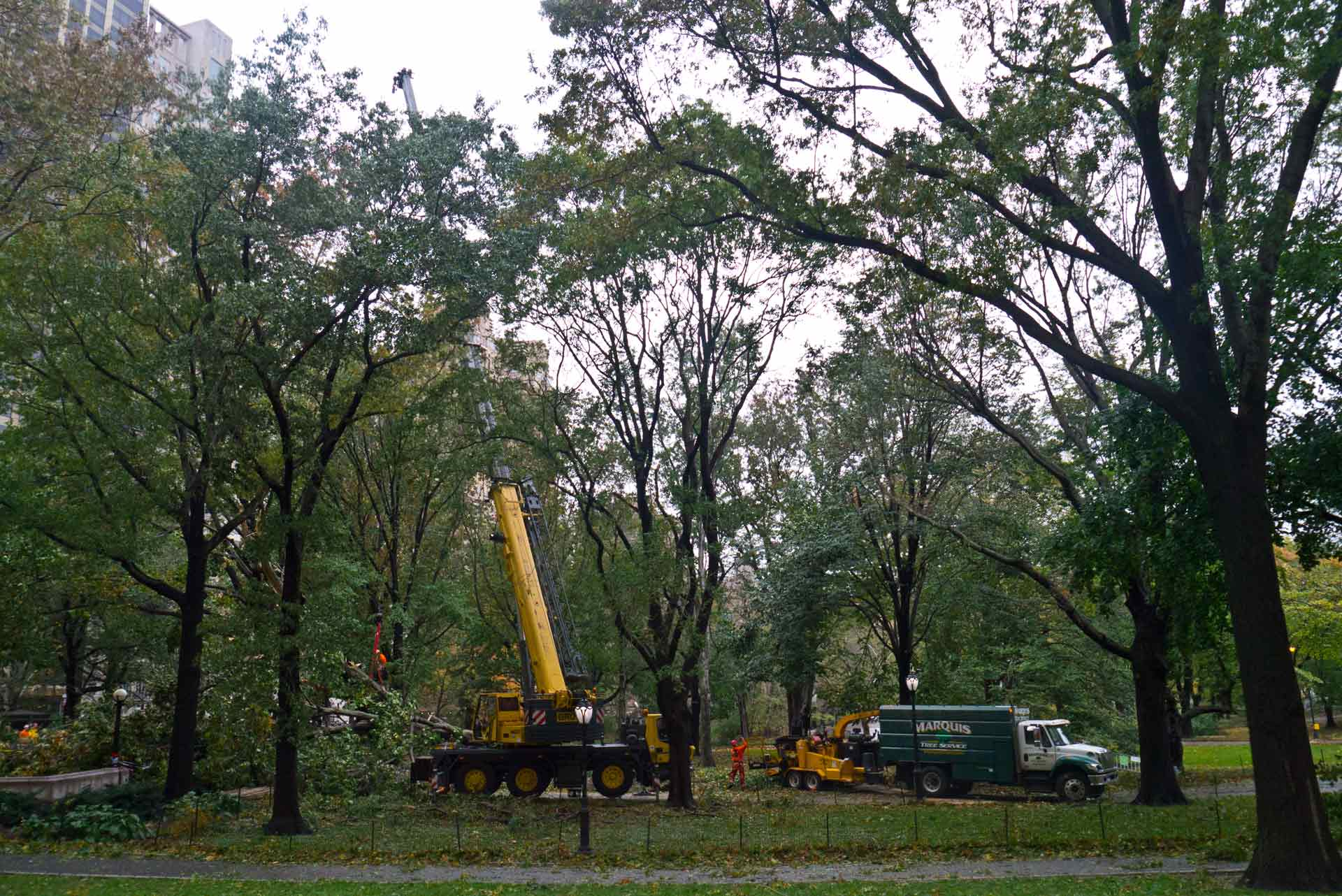 Company Logo For Al Miley Tree Removal'