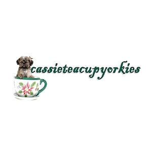 Cassie Teacup Yorkies