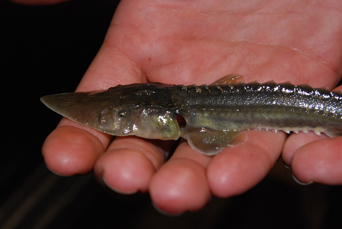 Biosensor for Fish Conservation'