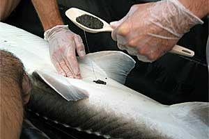 Biosensor for Fish Conservation'