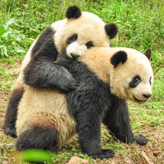 Heritage Arsenal Llc Logo