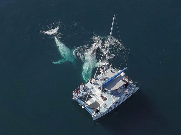Whale Watching Cruises'