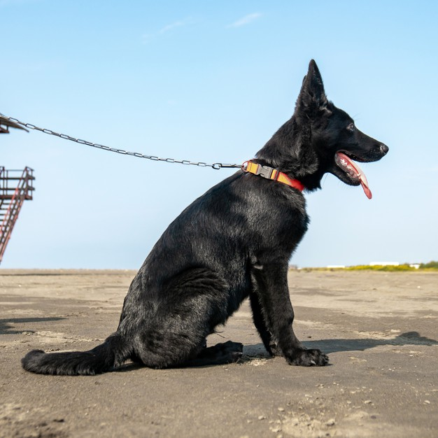 Company Logo For SmithFarms German Shepherds'