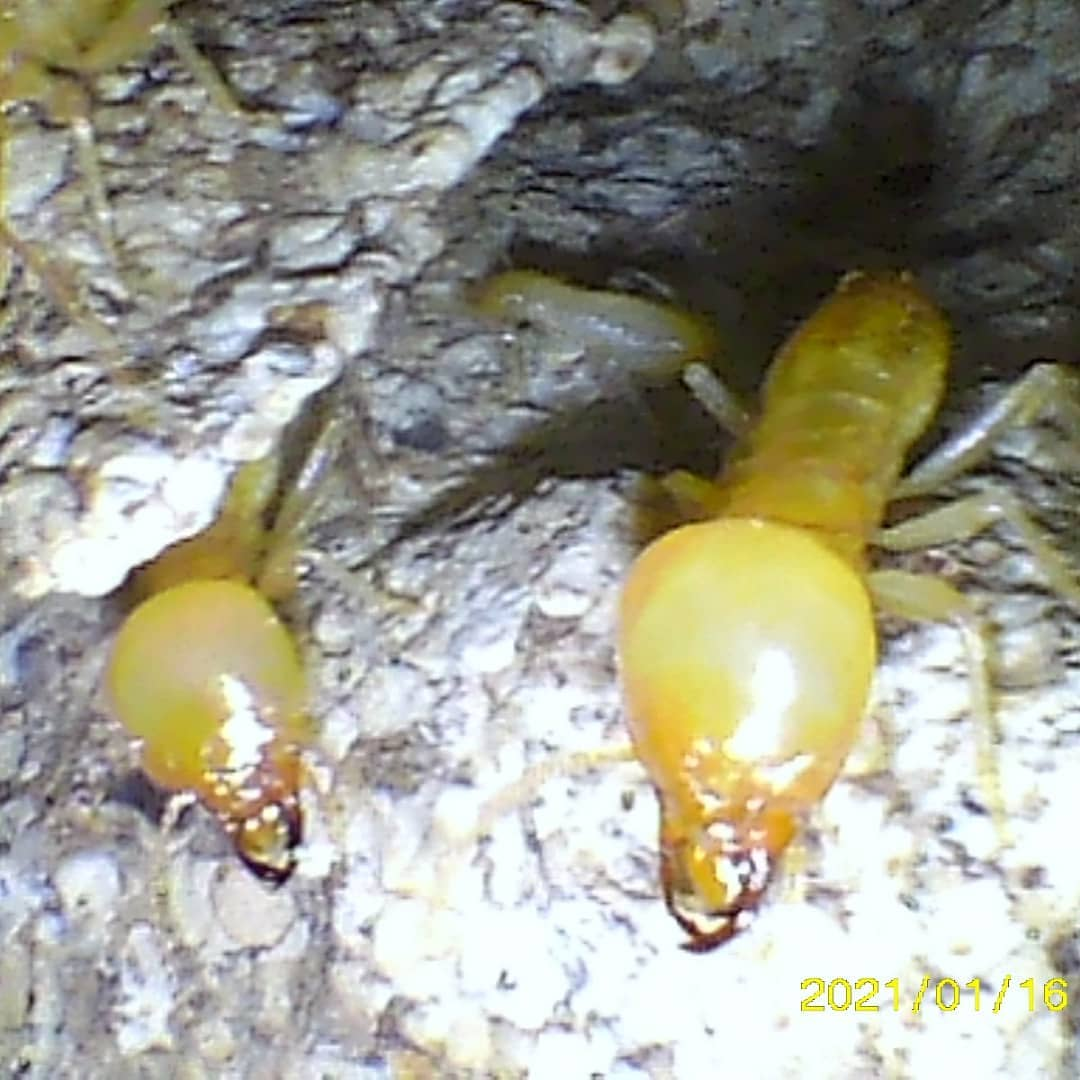 Termite Treatments'