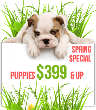 American Dog Club spring special puppies from $399 and up