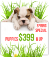 American Dog Club spring special puppies from $399 and up'
