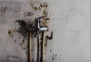 Company Logo For ALL US Mold Removal &amp; Remediation P'