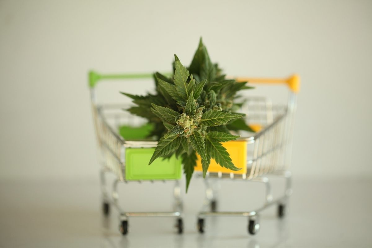 Medical Marijuana Card New York'
