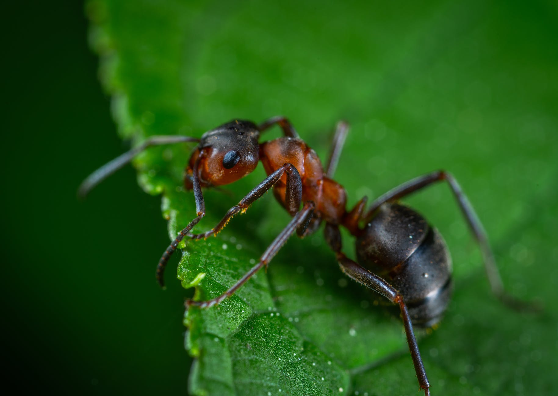 Exterminator Maple Valley'