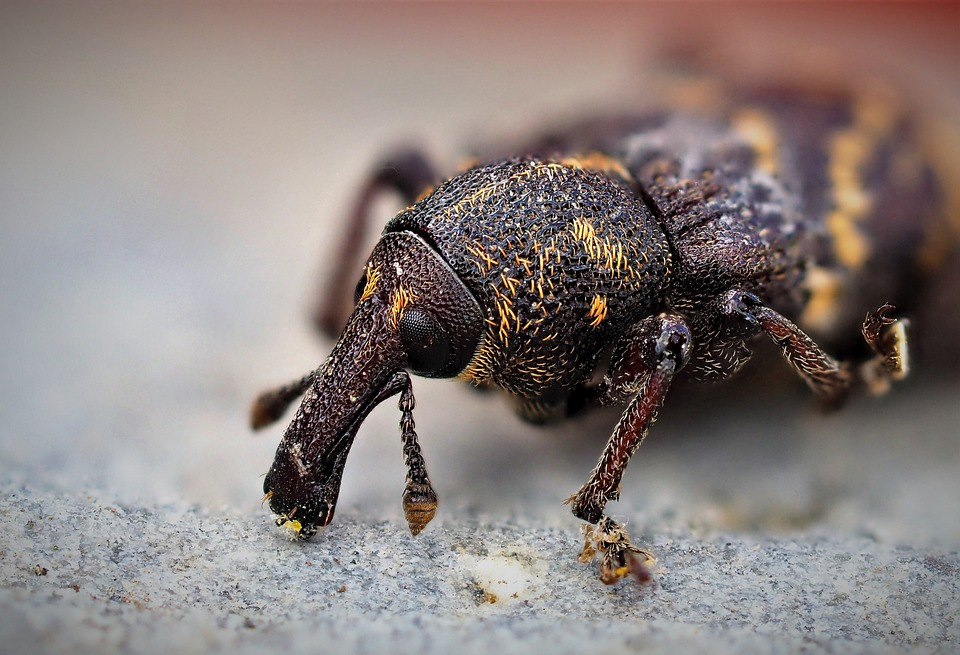 Ant Exterminator Maple Valley'