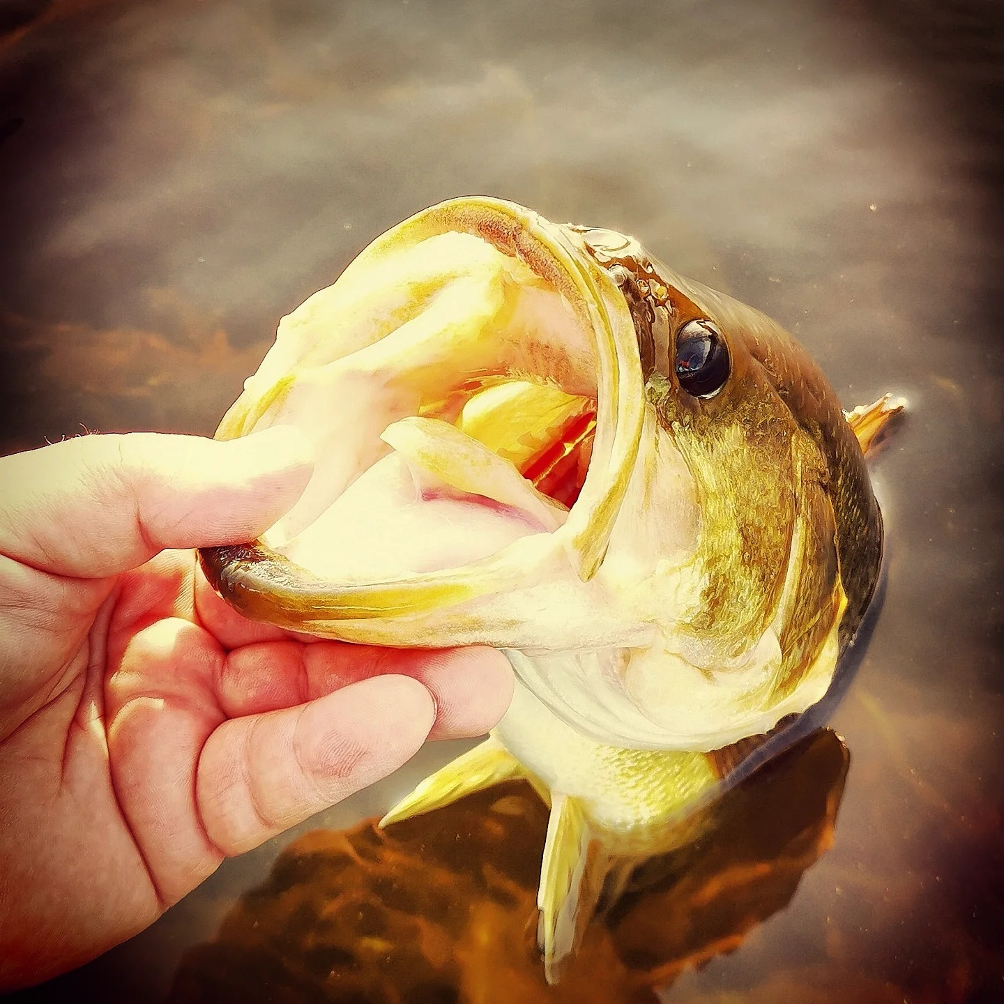 Fishing Charter Near Me Kawartha Lakes'