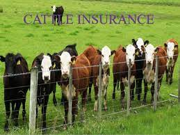 Cattle Insurance Market'