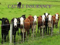 Cattle Insurance Market