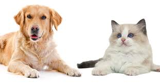 Healthy Paws Pet Insurance Market'