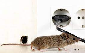 Company Logo For Rodent Control Canberra'